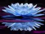 Mirrored Blue Lotus