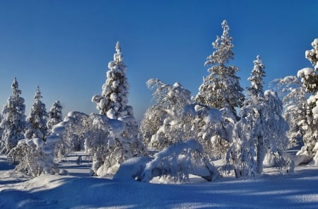 Winter - trees, landscape, snow, firs, sunshine