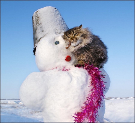 warming - snowman, cats, kitty, animals, snow, winter