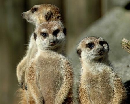 meerkats - meeerkat, adorabel, erdmaennchen, desert, amazing, cute