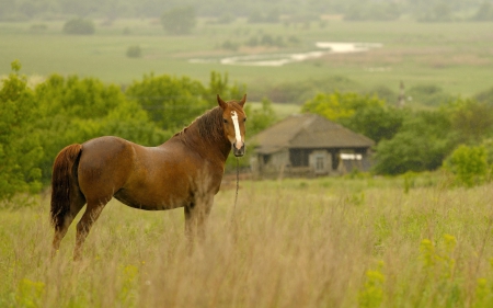 Horse - run, grass, animal, horse