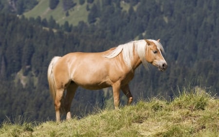 Horse - animal, horse, grass, run