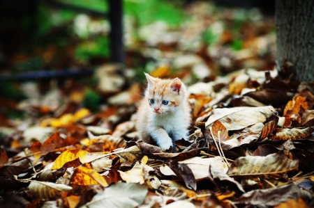 Cat - paws, face, pretty, cute, animals, beauty, beautiful, sweet, cat, sleeping, kitty, cats, kitten, hat, lovely, cat face