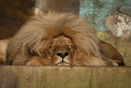 Lion - paws, face, pretty, cute, animals, beauty, beautiful, sweet, cat, sleeping, kitty, cats, kitten, hat, lovely, cat face