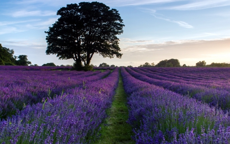 Lavender - fields, sky, field, nature, lavenders, tree, flowers, lavender, flower