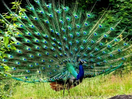 In display - colors, feathers, bird, display