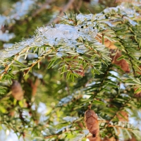 Ice on the Pines