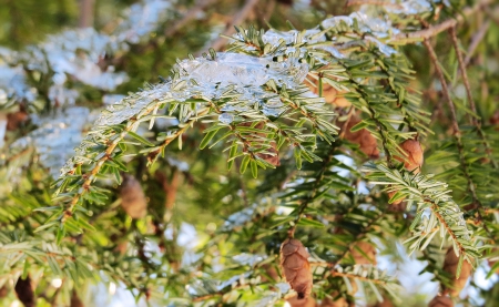 Ice on the Pines - ice, nature, forest, pine, pine cones, winter, sparkle