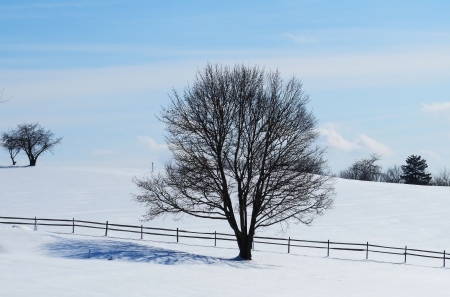 With My Shadow and Snow - winter, snow, alone, fence, shadow, tree, nature, field, country