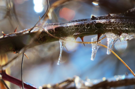 Drops of Winter, Signs of Spring - winter, limb, crystals, bud, spring, ice, frozen, nature, icicles