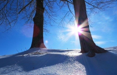 Winter Kissed in Sunbeams - winter, sunbeams, shadow, limbs, sky, sunrays, tree, nature, snow