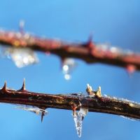 Old Winter Ice  New Buds Of Spring