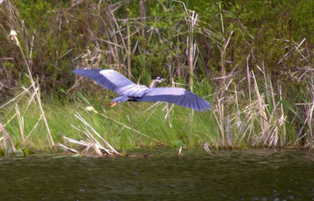 Blue heron - away, flying, green, grass