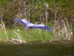 Blue heron