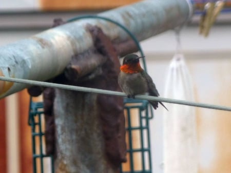 bird on a wire - looks away, house, sits, tiny