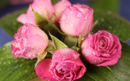 Pink roses - flowers, roses, petals, pink