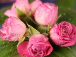 Pink roses