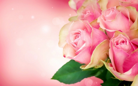 Pink roses - roses, peals, flower, pink