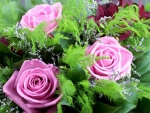 Pink roses