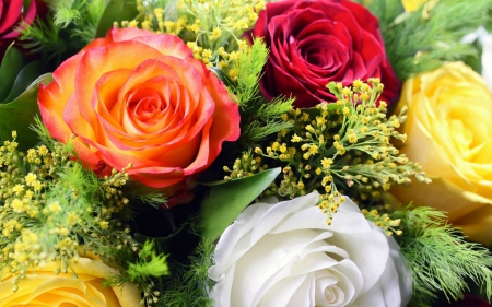 Beautiful roses - white, red, roses, petals, flowers, orange