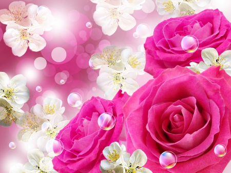 Roses - blooming, freshness, slring, roses, background, lovely, bubbles, pretty, blossoms, floral, pink, beautiful, flowers