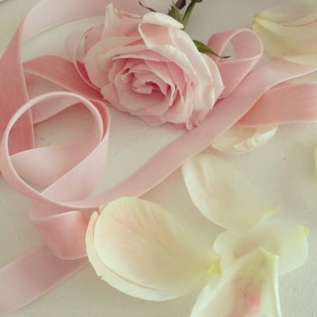 Pink Pastel - beauty, pink, soft, petals, pastel, ribbon, pink rose, rose