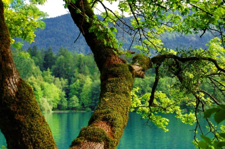 Branches - branches, lake, mountain, trees, greenery, serenity, calm, view, forest, reflection, beautiful, river, emerald