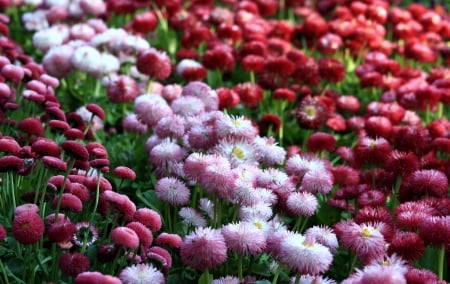 daisies - daisies, flowers, nature, different, flower, flowerbed