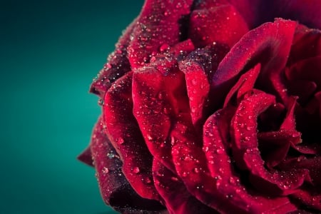 Red Rose - roses, red flowers, wet, rose, nature, red, drop, flowers, red flower, red rose, red roses, drops, flower