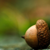 Acorn