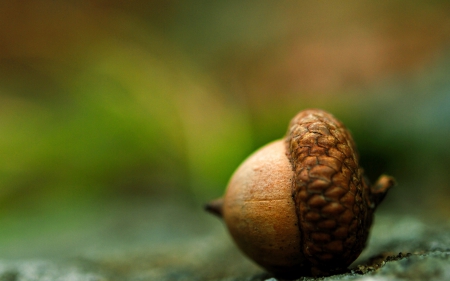 Acorn - close-up, nature, acorns, brown, acorn, earth