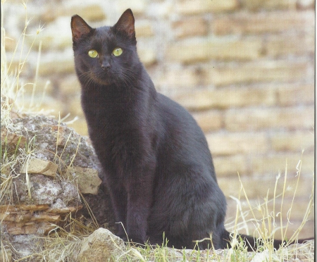 Black cat - black, cute, paws, cat