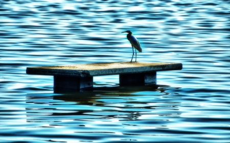 Alone - water, lake, bird, blue