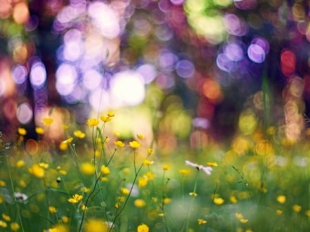 Bokeh - field of flowers, bokeh, yellow flowers, dlowers, field, spring, nature, spring time, grass