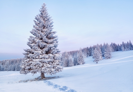 Winter - nature, morning, trees, snow, beautiful, winter, tree