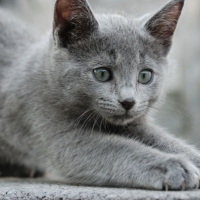 Russian Blue Kitten