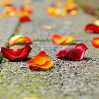 Rose Petals