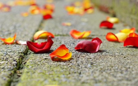 Rose Petals - flowers, roses, petal, rose petals, rose, rose petal, petals