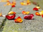 Rose Petals