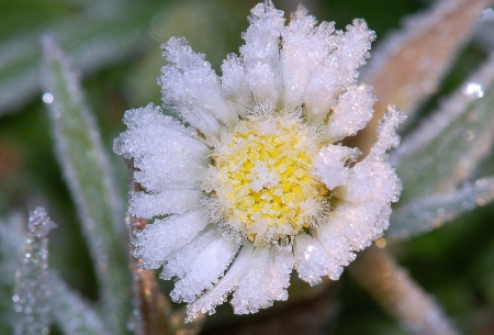 Frozen Flower - Macro, Flower, Ice, Nature