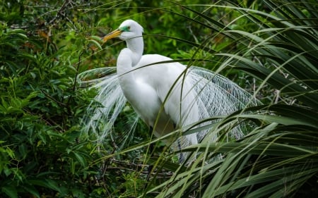 Heron - bird, heron, white, green, grass, feather