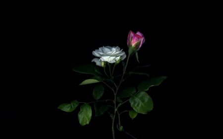 Roses - white, background, pink, green, leaf, black, rose, flower