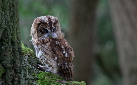 Little owl - forest, bird, tree, owl, sleeping, green