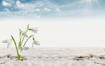 Snowdrops - white, flower, snowdrops, spring, blue, snow, green