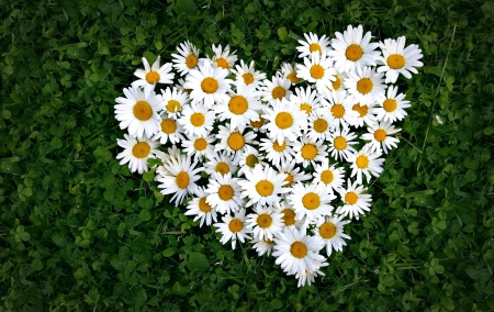 Heart - heart, yellow, daisy, spring, grass, flower, white, green, valentine, day