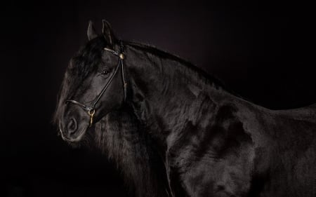 Horse - black, animal, brown, beauty, horse