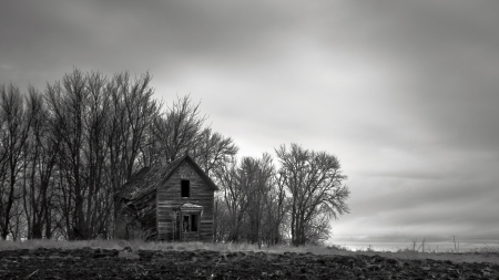 abandoned wooden house - house, trees, foields, black and white, abandoned