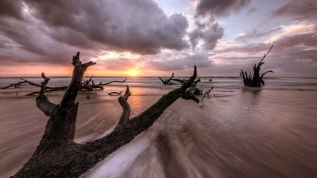 deadwood on a beautiful beach at sunset - deadwood, clouds, beach, sunset, sea