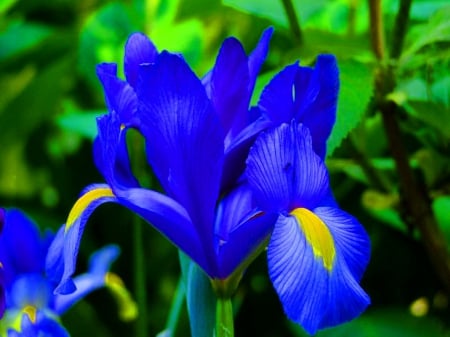 Blue beauty - yellow, iris, blue, flower