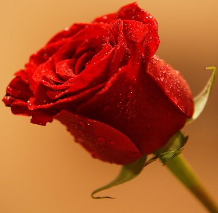 Red Rose - wet, rose, flower, red